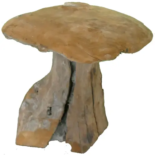 Product image of the product “Mushroom, Teak root (Plantation), in the sizes from 30 to 50cm, natural ”